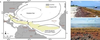 Multiscale distribution patterns of pelagic rafts of sargasso (Sargassum spp.) in the Mexican Caribbean (2014–2020)